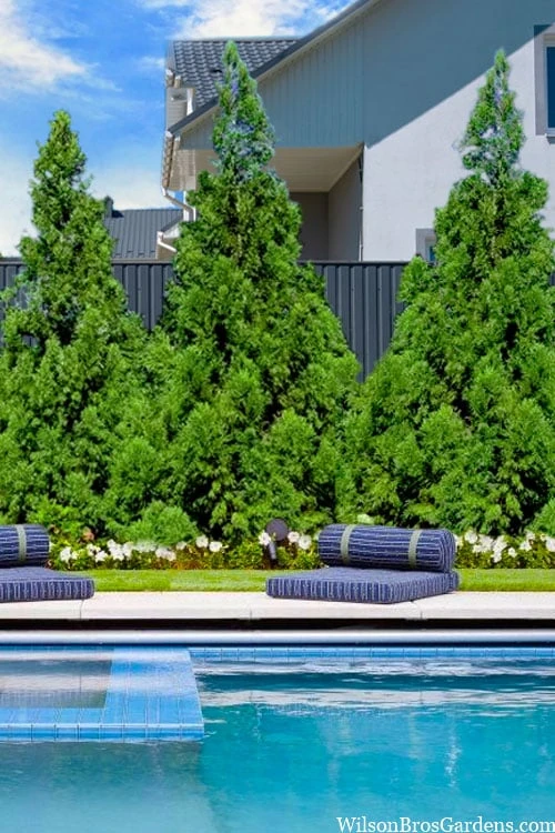 Radicans Cryptomeria (Japanese Cedar) - 6 Pack Of 1 Gallon Pots 7 Radicans Cryptomeria (Japanese Cedar) - 6 Pack Of 1 Gallon Pots - Image 5