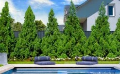 Radicans Cryptomeria (Japanese Cedar) - 3 Gallon Pot 13 Radicans Cryptomeria (Japanese Cedar) - 3 Gallon Pot -Plant Serie Store cryptomeria japonica radicans 7