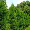 Radicans Cryptomeria (Japanese Cedar) - 6 Pack Of 1 Gallon Pots 2 Radicans Cryptomeria (Japanese Cedar) - 6 Pack Of 1 Gallon Pots -Plant Serie Store cryptomeria japonica radicans japanese cedar 2 1