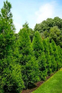 Radicans Cryptomeria (Japanese Cedar) - 6 Pack Of 1 Gallon Pots