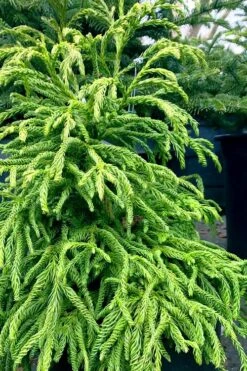 Spiralis Cryptomeria (Japanese Cedar) -2 Gallon Pot -Plant Serie Store cryptomeria japonica spiralis japanese cedar 2