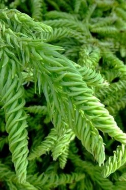 Spiralis Cryptomeria (Japanese Cedar) -2 Gallon Pot -Plant Serie Store cryptomeria japonica spiralis japanese cedar 3
