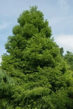 Spiralis Cryptomeria (Japanese Cedar) -2 Gallon Pot -Plant Serie Store cryptomeria japonica spiralis japanese cedar 7