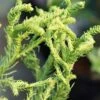 Spiraliter Falcata' Cryptomeria (Japanese Cedar) - 1 Gallon Pot -Plant Serie Store cryptomeria japonica spiraliter falcata 1