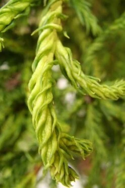 Spiraliter Falcata' Cryptomeria (Japanese Cedar) - 1 Gallon Pot 11 Spiraliter Falcata' Cryptomeria (Japanese Cedar) - 1 Gallon Pot -Plant Serie Store cryptomeria japonica spiraliter falcata 2