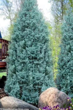 Blue Ice Arizona Cypress - 7 Gallon Pot (4-5') -Plant Serie Store cupressus arizonica blue ice cypress 103