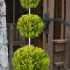 Goldcrest Monterey Lemon Cypress - 3-Ball Poodle Tier Topiary - 5 Gallon Pot -Plant Serie Store cypress goldcrest monterey poodle tier 1