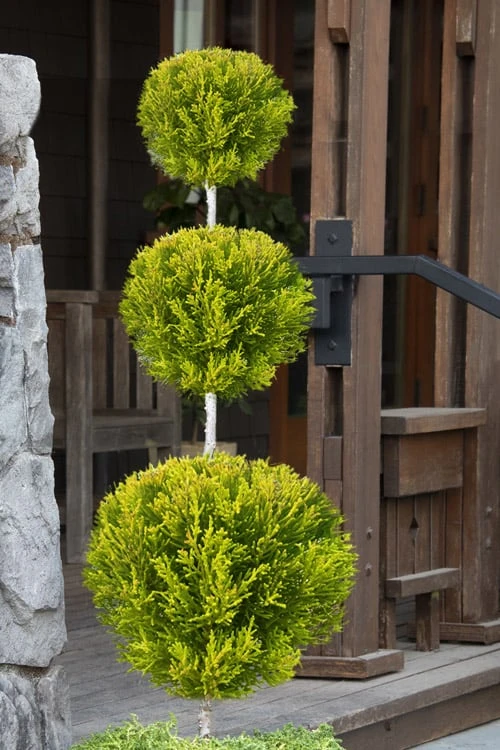 Goldcrest Monterey Lemon Cypress - 3-Ball Poodle Tier Topiary - 5 Gallon Pot 3 Goldcrest Monterey Lemon Cypress - 3-Ball Poodle Tier Topiary - 5 Gallon Pot