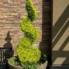 Goldcrest Monterey Lemon Cypress Spiral Topiary - 2 Gallon Pot 1 Goldcrest Monterey Lemon Cypress Spiral Topiary - 2 Gallon Pot -Plant Serie Store cypress goldcrest monterey spiral topiary 11