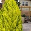 Goldcrest Monterey Lemon Cypress - 5 Gallon Pot -Plant Serie Store cypress monterey goldcrest lemon 13 1