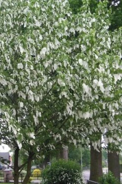 Dove Tree (Davidia Involucrata) - 7 Gallon Pot (5-6') -Plant Serie Store davidia involucrata dove tree 1