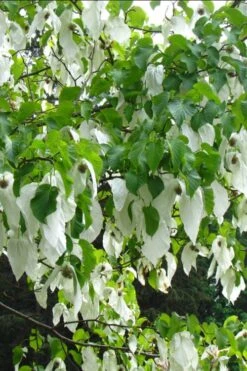 Dove Tree (Davidia Involucrata) - 7 Gallon Pot (5-6') -Plant Serie Store davidia involucrata dove tree 10