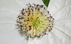 Dove Tree (Davidia Involucrata) - 7 Gallon Pot (5-6') -Plant Serie Store davidia involucrata dove tree 11