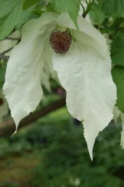 Dove Tree (Davidia Involucrata) - 7 Gallon Pot (5-6') -Plant Serie Store davidia involucrata dove tree 2