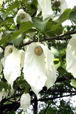 Dove Tree (Davidia Involucrata) - 7 Gallon Pot (5-6') -Plant Serie Store davidia involucrata dove tree 3