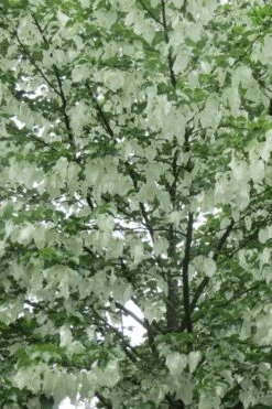 Dove Tree (Davidia Involucrata) - 7 Gallon Pot (5-6') -Plant Serie Store davidia involucrata dove tree 4