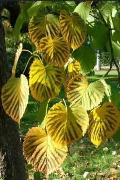 Dove Tree (Davidia Involucrata) - 7 Gallon Pot (5-6') -Plant Serie Store davidia involucrata dove tree 6