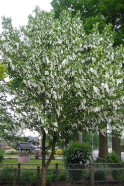 Dove Tree (Davidia Involucrata) - 7 Gallon Pot (5-6') -Plant Serie Store davidia involucrata dove tree 7