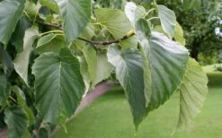 Dove Tree (Davidia Involucrata) - 7 Gallon Pot (5-6') -Plant Serie Store davidia involucrata dove tree 8