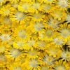 Banana Blast Yellow Ice Plant (Delosperma) - 10 Pack Of Pint Pots -Plant Serie Store delosperma hot cakes banana blast 1
