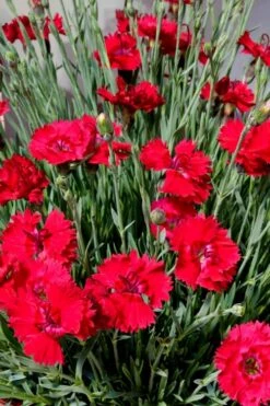 Fire Star Dianthus (Carnation) - 1 Gallon Pot -Plant Serie Store dianthus fire star 2