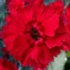 Fire Star Dianthus (Carnation) - 1 Gallon Pot -Plant Serie Store dianthus fire star cottage pinks 100