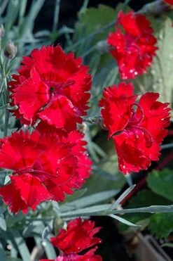 Fire Star Dianthus (Carnation) - 1 Gallon Pot -Plant Serie Store dianthus fire star cottage pinks 101