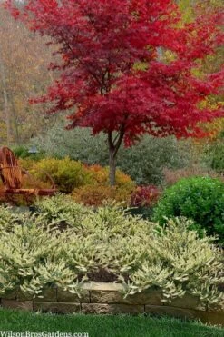 Spring Frost Distylium - 1 Gallon Pot 13 Spring Frost Distylium - 1 Gallon Pot -Plant Serie Store distylium spring frost 102