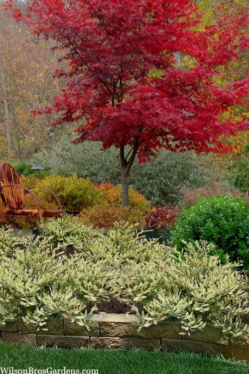 Spring Frost Distylium - 1 Gallon Pot 8 Spring Frost Distylium - 1 Gallon Pot - Image 6