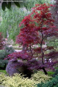 Spring Frost Distylium - 1 Gallon Pot 11 Spring Frost Distylium - 1 Gallon Pot -Plant Serie Store distylium spring frost 103