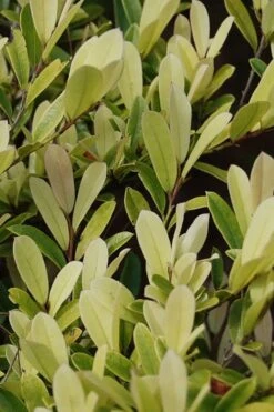 Spring Frost Distylium - 1 Gallon Pot 12 Spring Frost Distylium - 1 Gallon Pot -Plant Serie Store distylium spring frost 105