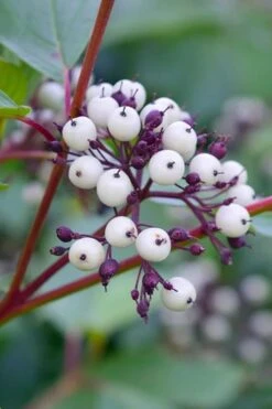 Red Osier Red Twig Dogwood (Cornus Sericea) - 1 Gallon Pot -Plant Serie Store dogwood red osier 500x750 2