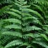 Champions Wood Fern (Dryopteris Championii) - 6 Pack Of 1 Gallon Pots -Plant Serie Store dryopteris championii champions wood fern 1 1