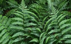 Champions Wood Fern (Dryopteris Championii) - 6 Pack Of 1 Gallon Pots -Plant Serie Store dryopteris championii champions wood fern 2 1