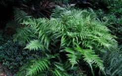 Champions Wood Fern (Dryopteris Championii) - 1 Gallon Pot -Plant Serie Store dryopteris championii champions wood fern 6