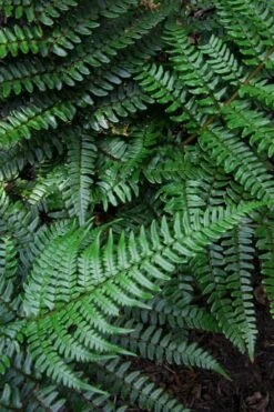 Champions Wood Fern (Dryopteris Championii) - 6 Pack Of 1 Gallon Pots -Plant Serie Store dryopteris championii champions wood fern 7 1