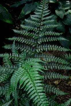 Champions Wood Fern (Dryopteris Championii) - 1 Gallon Pot -Plant Serie Store dryopteris championii champions wood fern 8