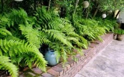 Autumn Brilliance Fern (Dryopteris Erythrosora) - 1 Gallon Pot -Plant Serie Store dryopteris erythrosora autumn brilliance fern 10