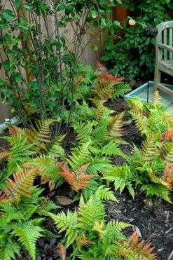 Autumn Brilliance Fern (Dryopteris Erythrosora) - 1 Gallon Pot -Plant Serie Store dryopteris erythrosora autumn brilliance fern 11