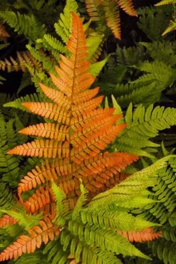 Autumn Brilliance Fern (Dryopteris Erythrosora) - 1 Gallon Pot -Plant Serie Store dryopteris erythrosora autumn brilliance fern 2
