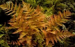Autumn Brilliance Fern (Dryopteris Erythrosora) - 1 Gallon Pot -Plant Serie Store dryopteris erythrosora autumn brilliance fern 3