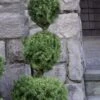 Poodle Tier Dwarf Alberta Spruce Topiary - 5 Gallon Pot -Plant Serie Store dwarf alberta spruce 3 ball poodle tier 12