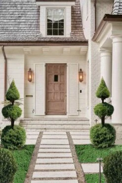 Dwarf Alberta Spruce 2-Ball Cone Topiary - 5 Gallon Pot -Plant Serie Store dwarf alberta spruce 3 ball poodle tier with pyramid1