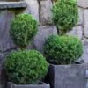 Poodle Tier Dwarf Alberta Spruce Topiary (2-Ball) - 2 Gallon Pot -Plant Serie Store dwarf alberta spruce two ball poodle tier topiary 1
