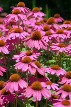 Kim's Knee High Coneflower (Echinacea) - 1 Gallon Pot -Plant Serie Store echinacea purpurea kims knee high coneflower 1