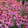 Kim's Knee High Coneflower (Echinacea) - 1 Gallon Pot -Plant Serie Store echinacea purpurea kims knee high coneflower 2