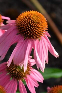 Kim's Knee High Coneflower (Echinacea) - 1 Gallon Pot -Plant Serie Store echinacea purpurea kims knee high coneflower 3