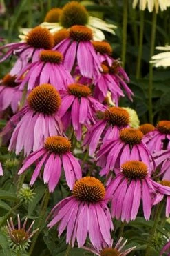 Kim's Knee High Coneflower (Echinacea) - 1 Gallon Pot -Plant Serie Store echinacea purpurea kims knee high coneflower 5
