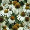 White Swan Coneflower (Echinacea) - 1 Gallon Pot -Plant Serie Store echinacea purpurea white swan coneflower 2