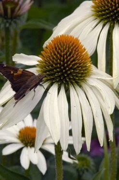 White Swan Coneflower (Echinacea) - 1 Gallon Pot -Plant Serie Store echinacea purpurea white swan coneflower 3